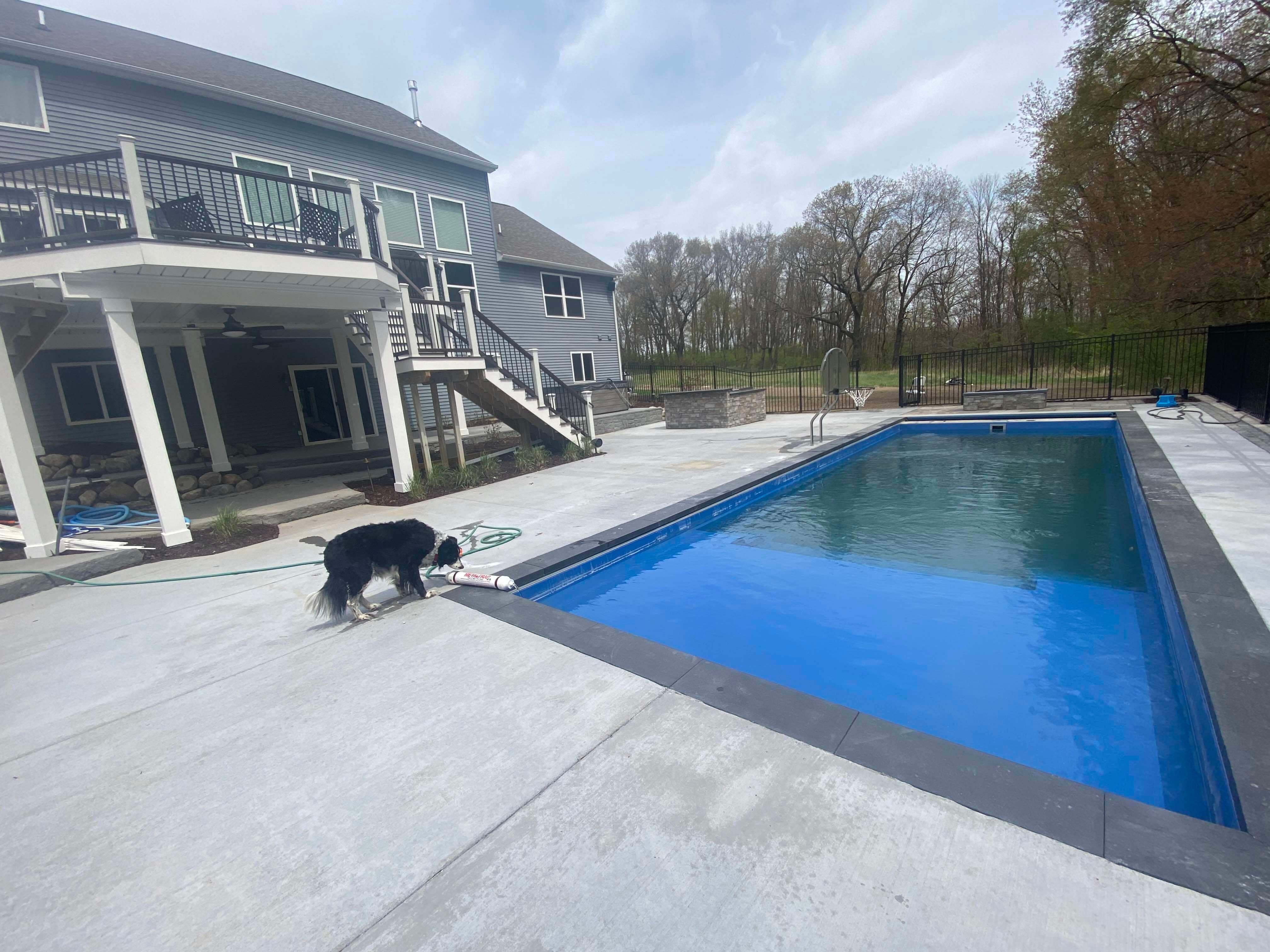 Dog Beside Pool