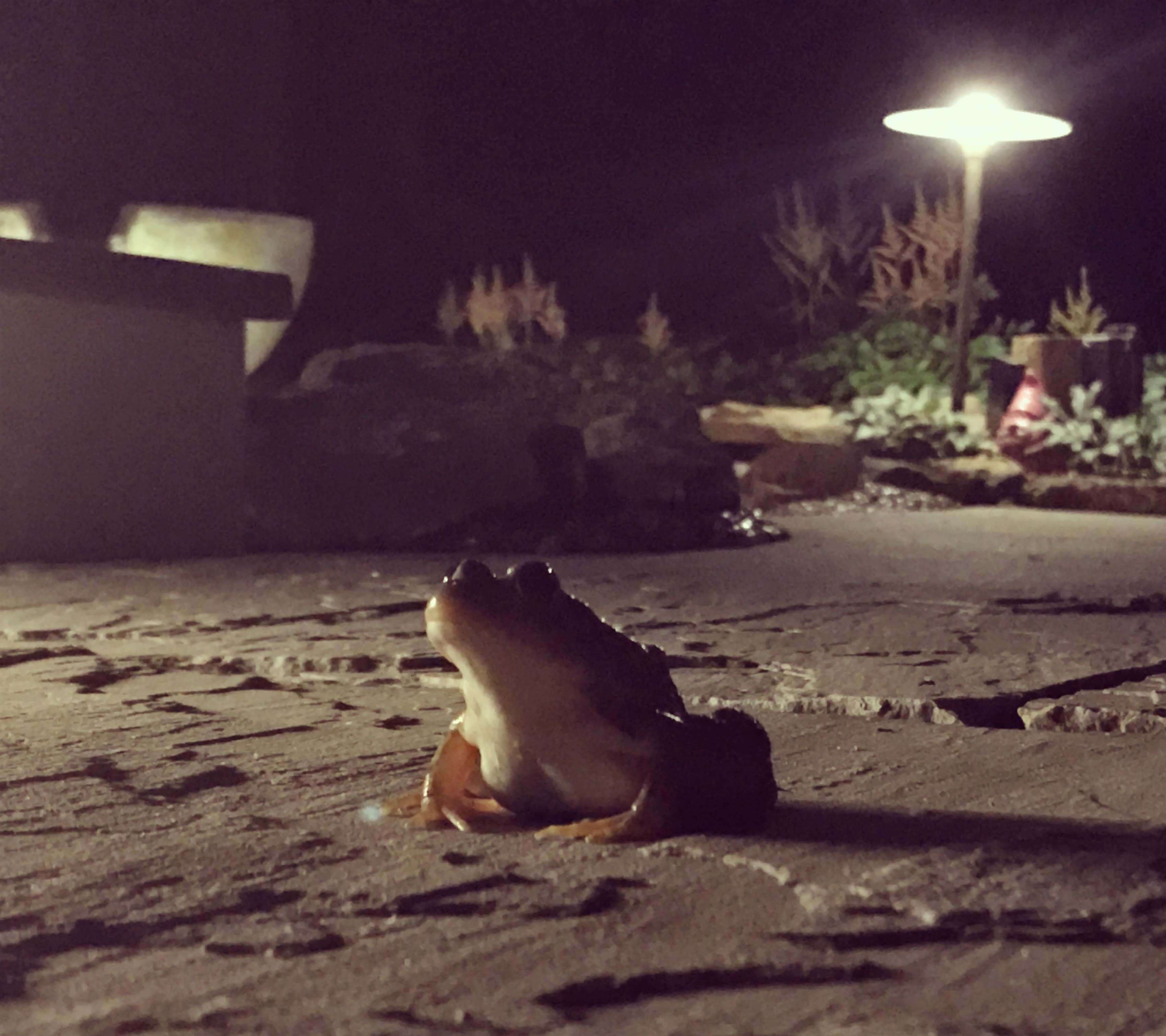 Frog Outside