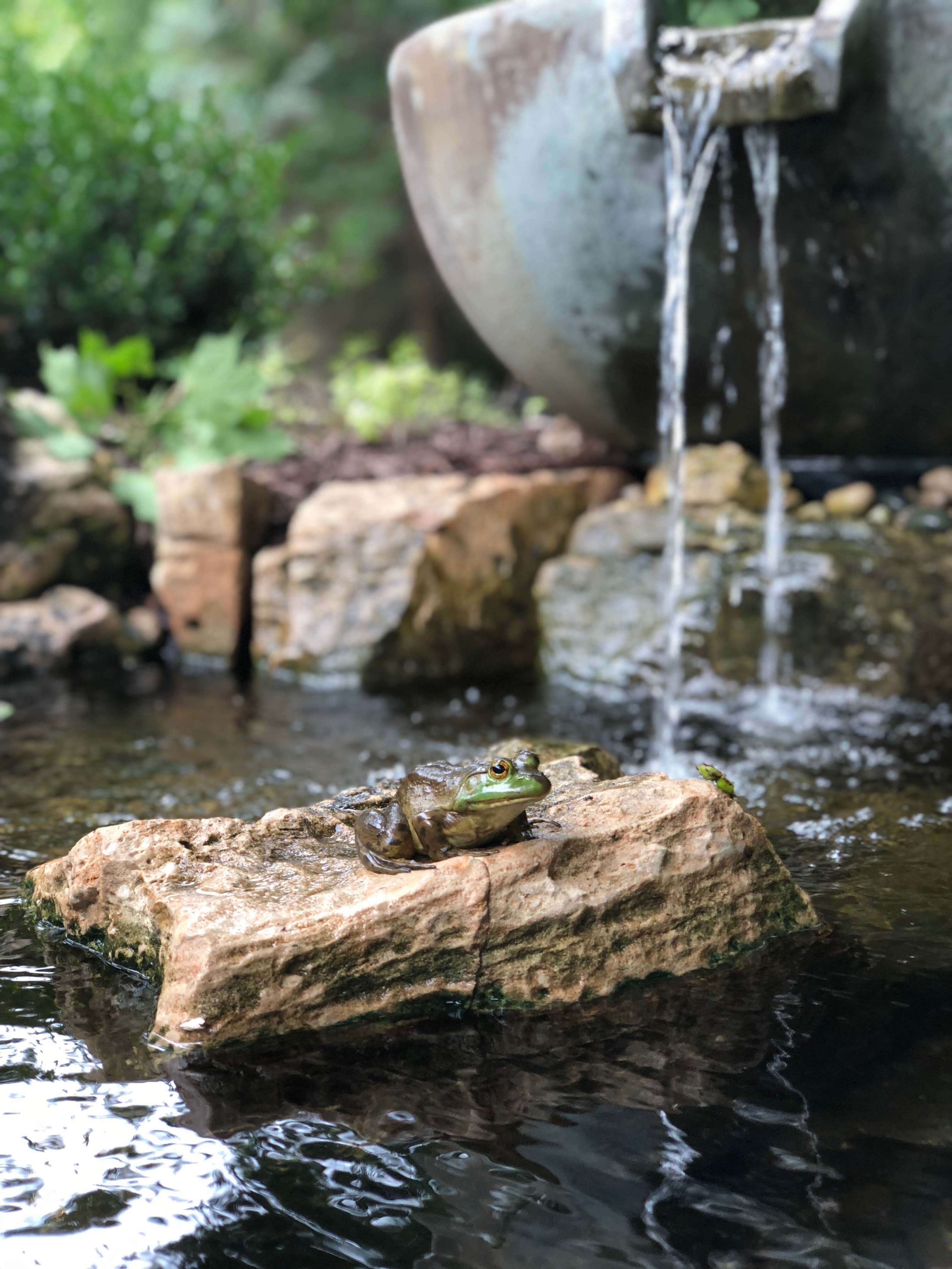 Outdoor Stream Pond